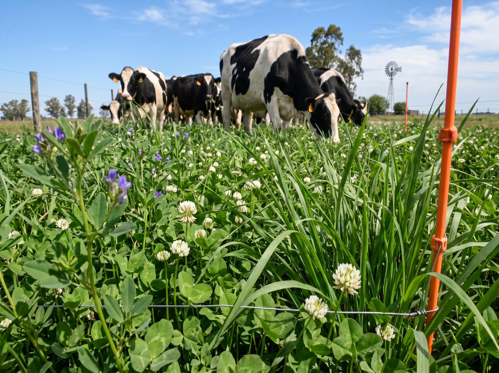 Las especies forrajeras de las pasturas